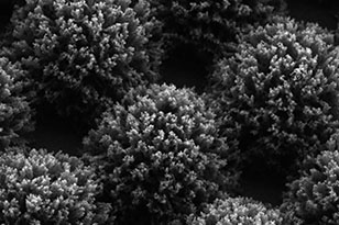 乐山乐山蔡司显微镜